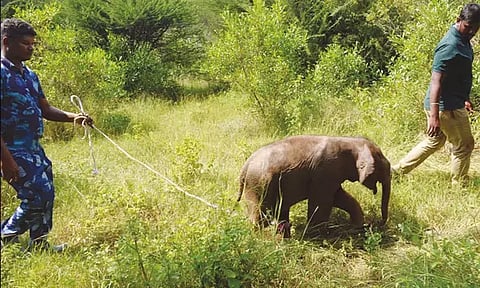 தாயை இழந்து தவிக்கும் குட்டி யானையை ஏற்க மறுக்கும் யானை கூட்டம்