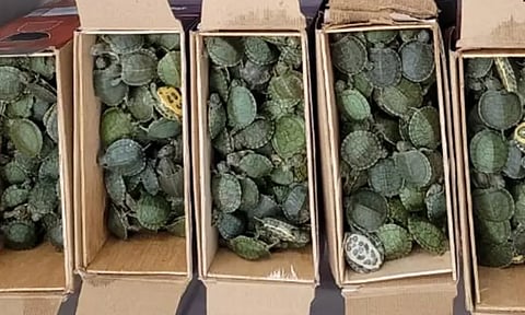 மலேசியாவில் இருந்து திருச்சிக்கு கடத்திவரப்பட்ட அரிய வகை ஆமைகள் பறிமுதல்