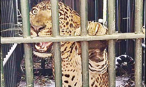 கிருஷ்ணகிரி: அட்டகாசம் செய்து வந்த சிறுத்தை கூண்டில் சிக்கியது