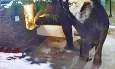 விநாயகர் சிலையை தொட்டு வணங்கிய காட்டுயானை: கோவையில் ஆச்சரியம்