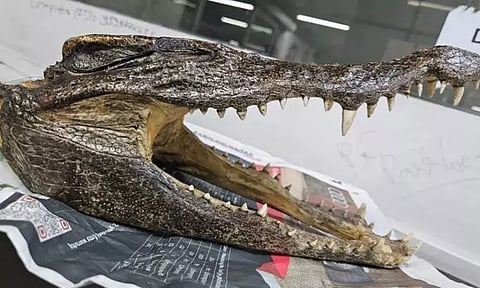 முதலை மண்டை ஓட்டை மறைத்து கொண்டு வந்த பயணி - டெல்லி விமான நிலையத்தில் கைது