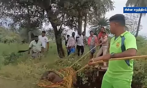 திருப்பத்தூர்: கிணற்றில் விழுந்த 13 காட்டுப்பன்றிகள் - பத்திரமாக மீட்ட தீயணைப்பு வீரர்கள்