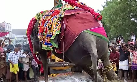 நெல்லையப்பர் கோவில் யானை காந்திமதி உடல் நல்லடக்கம்