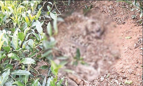 பந்தலூரில் அழுகிய நிலையில் இறந்து கிடந்த சிறுத்தை - வனத்துறையினர் விசாரணை