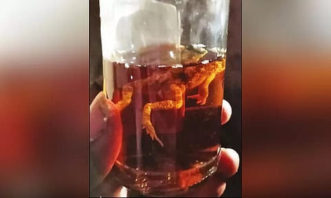 மதுபாட்டிலில் தவளை கிடந்ததால் பரபரப்பு