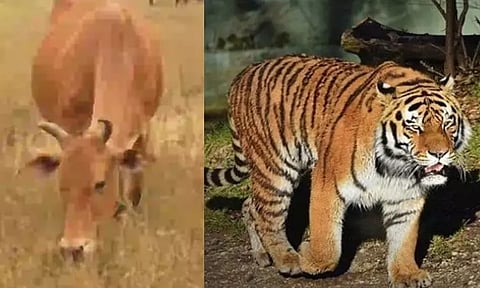 மேய்ந்து கொண்டிருந்த மாட்டை அடித்துக்கொன்ற புலி - தென்காசியில் பரபரப்பு