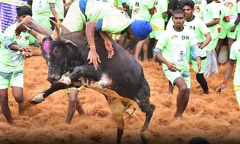 பாலமேடு ஜல்லிக்கட்டு போட்டி: 19 பேர் காயம்