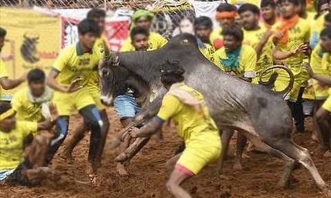 திருச்சி: சூரியூர் ஜல்லிக்கட்டு போட்டியில் பங்கேற்ற காளை உயிரிழப்பு