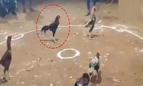 ஆந்திரா: சண்டையே போடாமல் ரூ.1.25 கோடி வென்ற சேவல்