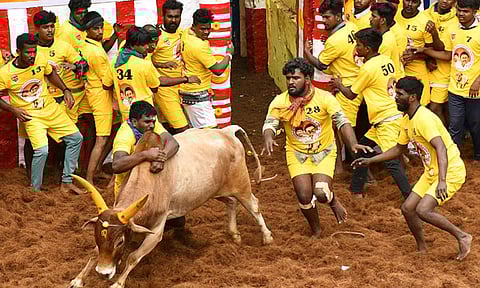 1,100 காளைகள், 900 வீரர்களுடன் விறுவிறுப்பாக நடந்து வரும் அலங்காநல்லூர் ஜல்லிக்கட்டு