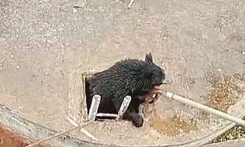 உணவு தேடி வந்த போது குடிநீர் கிணற்றுக்குள் தவறி விழுந்த கரடிகள்