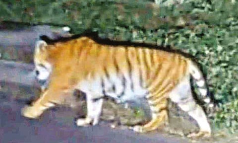 நீலகிரி: சாலையில் உலா வரும் புலியால் பொதுமக்கள் பீதி