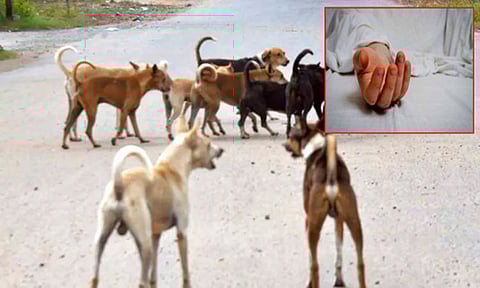 தெரு நாய்கள் கடித்து குதறியதில் 3 வயது சிறுவன் உயிரிழப்பு... அதிர்ச்சி சம்பவம்