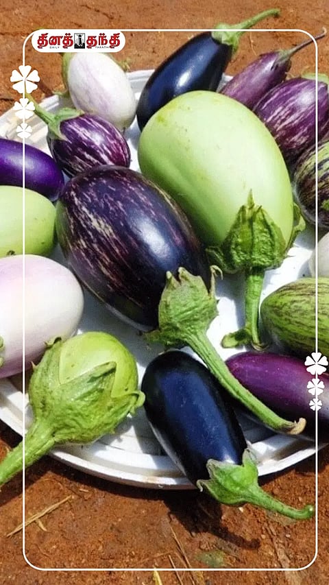 கத்திரிக்காய் சாப்பிடுவதை தவிர்க்க வேண்டியவர்கள்..!