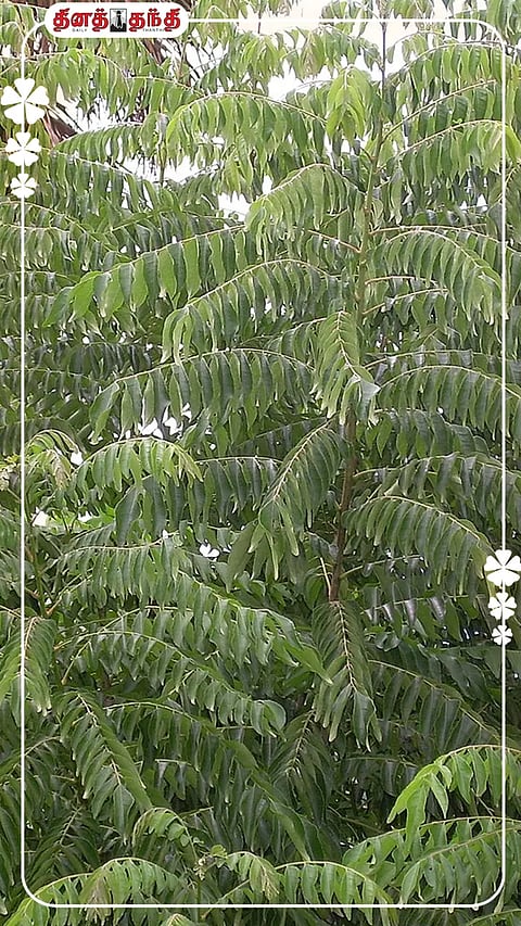 கறிவேப்பிலை சாப்பிடுவதால் கிடைக்கும் ஆரோக்கிய நன்மைகள்!