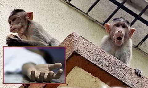 மாடியில் இருந்து குரங்குகள் தள்ளிவிட்டதில் சிறுமி உயிரிழப்பு