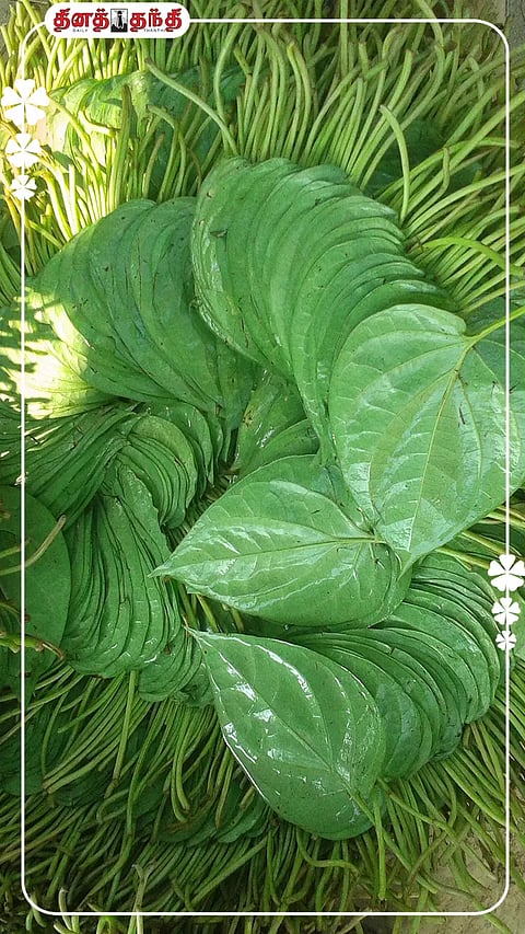 வெற்றிலை, பாக்கு போடுவதால் கிடைக்கும் ஆரோக்கிய நன்மைகள்!