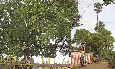 பிறவா புளி, இறவா பனை.. அதிசயம் நிறைந்த பேரூர் பட்டீஸ்வரர் கோவில்