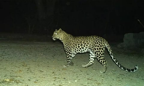 திருமலை அருகே மலையில் சிறுத்தை நடமாட்டம் - வனத்துறை எச்சரிக்கை