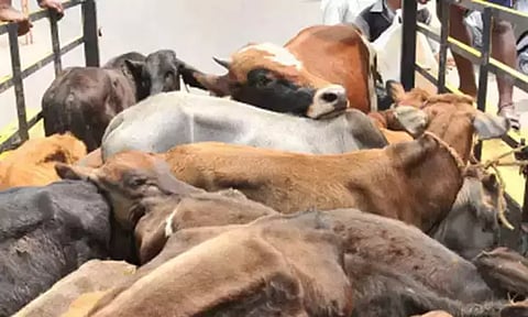 பசுவைக் கடத்தினால் சுட உத்தரவிடுவேன்: கர்நாடக மந்திரி எச்சரிக்கை