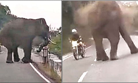 வால்பாறையில் யானை தாக்கி ஜெர்மனி சுற்றுலா பயணி உயிரிழப்பு - வீடியோ வைரல்