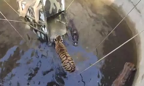 ஒரே கிணற்றில் விழுந்த புலி, காட்டுப்பன்றி...போராடி மீட்ட வனத்துறையினர் - வீடியோ வைரல்