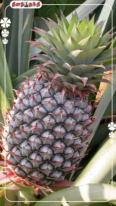 வெயிலுக்கு ஏற்ற அன்னாசிப்பழம்..!