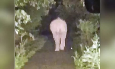 மாஞ்சோலையில் அரசு பஸ்சின் முன்பாக ஒய்யாரமாக நடந்து சென்ற ஒற்றை யானை