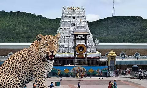 திருப்பதி தேவஸ்தானம்: சிறுத்தை நடமாட்டத்தால் பக்தர்களுக்கு கட்டுப்பாடுகள் விதிப்பு