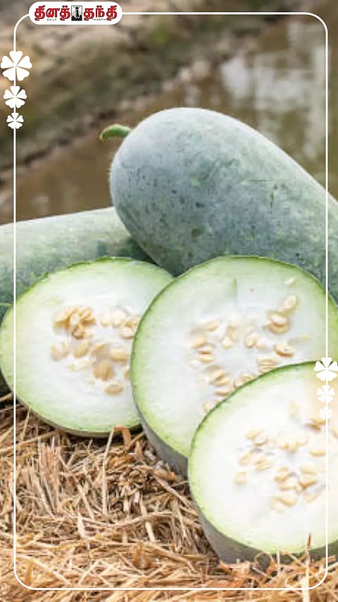 ஒட்டுமொத்த குடல் ஆரோக்கியத்தையும் மேம்படுத்தும் வெள்ளை பூசணி..!