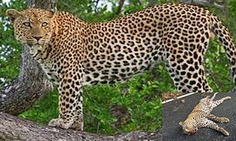 மராட்டியத்தில் காயங்கள் ஏதுமின்றி இறந்து கிடந்த சிறுத்தைகள்