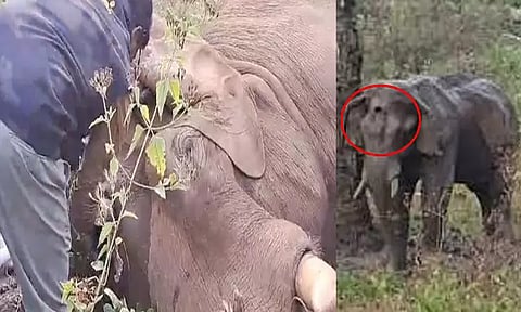 கேரளா: நெற்றியில் ஏற்பட்ட காயத்திற்கு சிகிச்சை பெற்று வந்த யானை உயிரிழப்பு