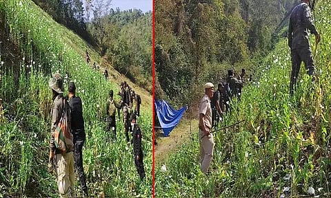 மணிப்பூரில் 35 ஏக்கர் கசகசா பயிர் அழிப்பு - பாதுகாப்புப்படையினர் அதிரடி