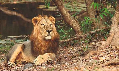 ஆசிய சிங்கங்களின் பாதுகாப்புக்கு ரூ.2,900 கோடி ஒதுக்க மத்திய அரசு ஒப்புதல்