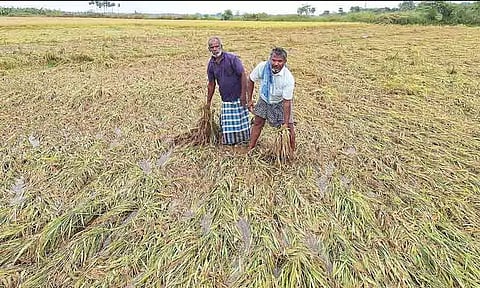 நெல்லை: தொடர் மழையால் அறுவடைக்கு தயாரான நெற்பயிர்கள் சேதம் - விவசாயிகள் கவலை