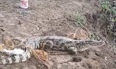 சிதம்பரம்: கோவில் குளத்தில் புகுந்த முதலை... பக்தர்கள் அச்சம்