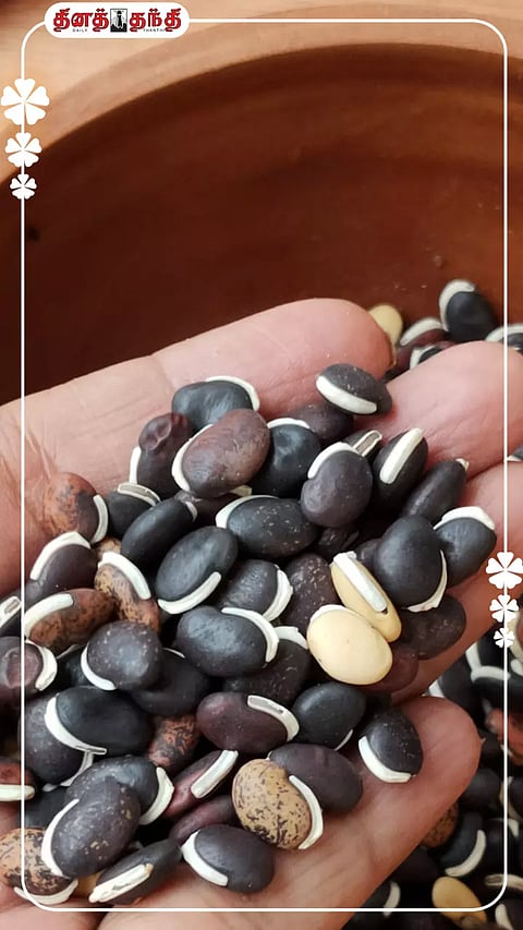 கருப்பு மொச்சை சாப்பிடுவதால் கிடைக்கும் நன்மைகள்..!