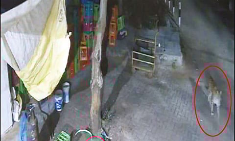 திருப்பதி அலிபிரி நடைபாதையில் மீண்டும் சிறுத்தை நடமாட்டம்: பக்தர்கள் அச்சம்