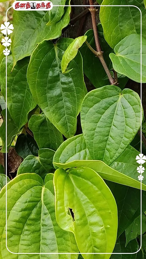 வெயில் காலத்தில் வெற்றிலையின் நன்மைகள்..!