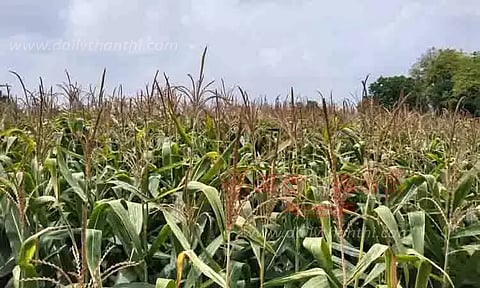 மக்காச்சோள வர்த்தகம்: சந்தைக்கட்டணம் செலுத்துவதில் இருந்து விலக்கு - தமிழக அரசு அறிவிப்பு