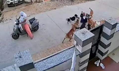 நடைபயிற்சி சென்ற இளம்பெண்ணை துரத்தி கடித்த தெரு நாய்கள்-ராஜஸ்தானில் அதிர்ச்சி சம்பவம்