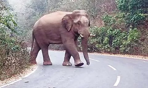 நீலகிரி: தேயிலைத் தோட்ட பகுதிகளில் உலா வரும் காட்டு யானை - மக்கள் அச்சம்