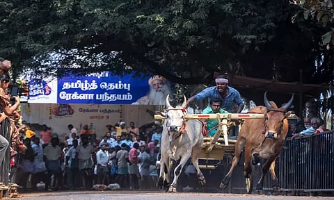 தமிழ்த் தெம்பு திருவிழாவில் விறுவிறுப்பாக நடைபெற்ற ரேக்ளா பந்தயம்