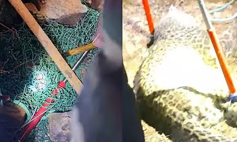 கோவை: பொதுமக்களை அச்சுறுத்திய சிறுத்தை பிடிபட்டது