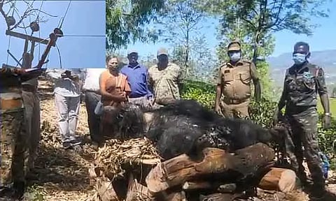 மின் கம்பத்தில் தேன் கூடு: ருசிக்க சென்ற கரடி மின்சாரம் தாக்கி பலி