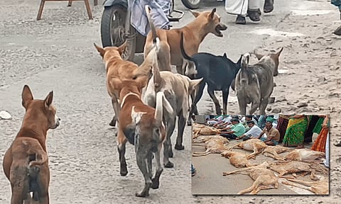 தெரு நாய்கள் கடித்து மரணிக்கும் கால்நடைகளுக்கு இழப்பீடு வழங்க உத்தரவு