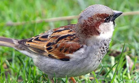 அருகி வரும் சிட்டுக்குருவி இனத்தை பாதுகாப்போம்..!