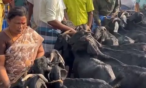 ரம்ஜான் பண்டிகை: ஆடுகள் விற்பனை அமோகம்