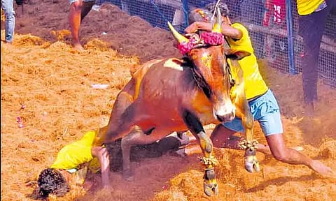 திண்டுக்கல்: நத்தமாடிப்பட்டி ஜல்லிக்கட்டில் காளைகள் முட்டி 38 பேர் காயம்