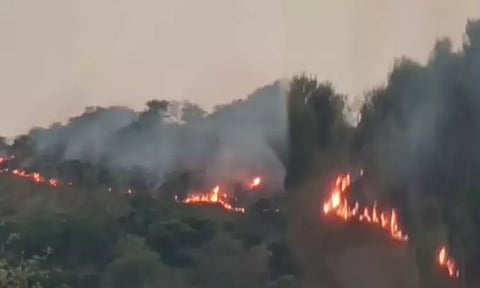 திருவண்ணாமலை: கொழுந்துவிட்டு எரியும் ஜவ்வாது மலை... தீயில் கருகிய அரிய வகை மூலிகைகள்